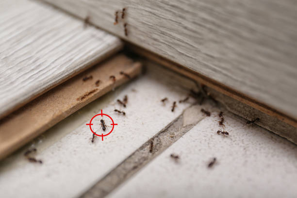 Best Termite Control Services  in Norwalk, IA