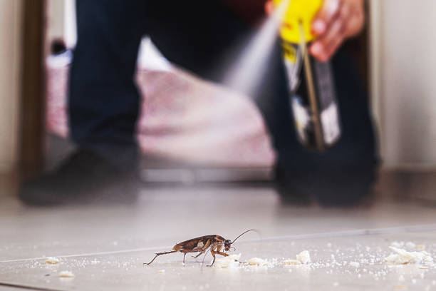 Best Termite Control Services  in Norwalk, IA